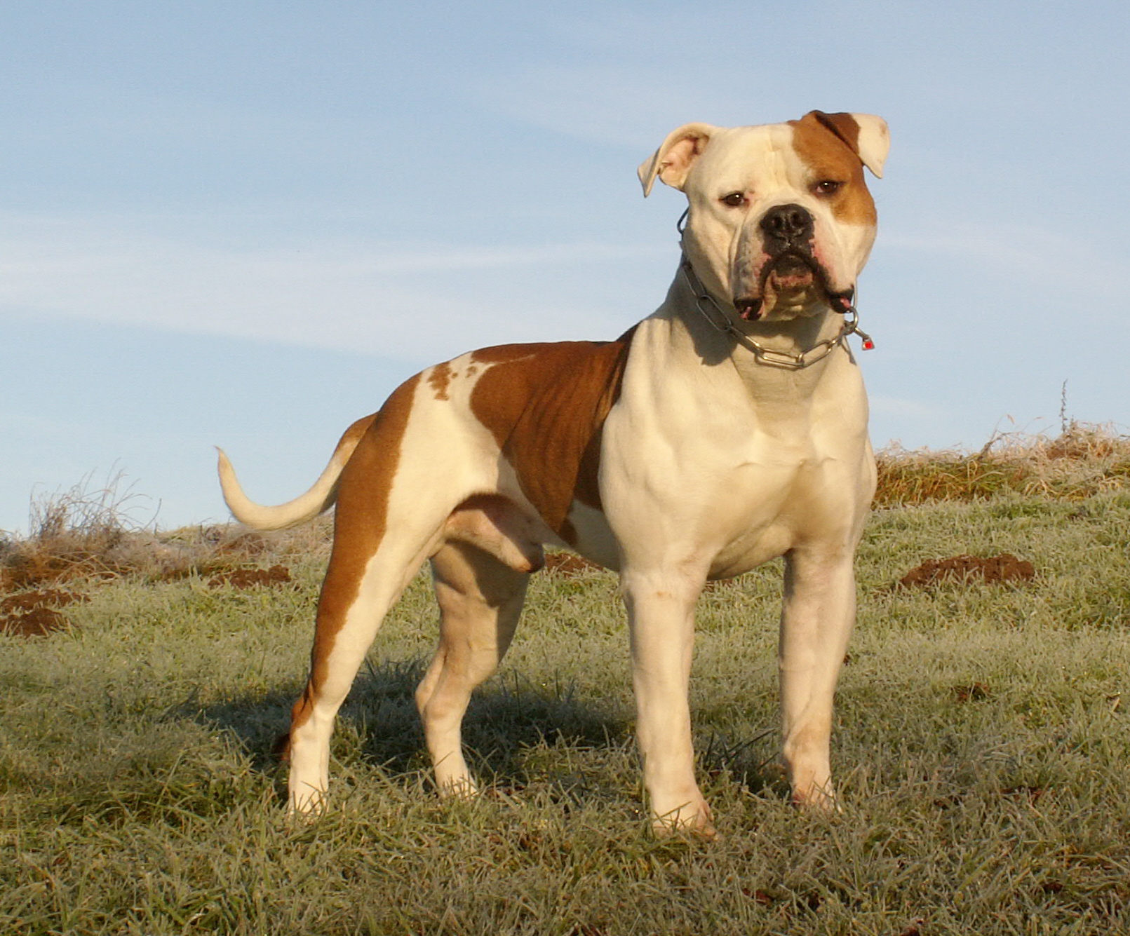 Fotos stand Zorro, Kalender