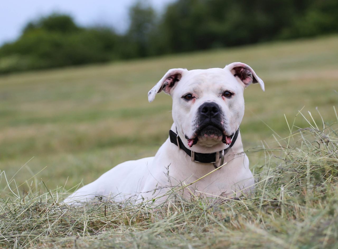 Knig, kopf (1 von 1) (1280x945)