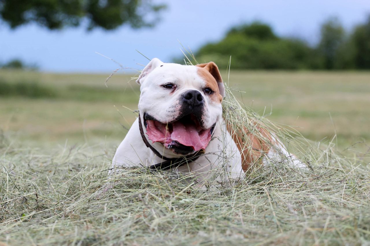 Zorro, kopf (1 von 1) (1280x853)