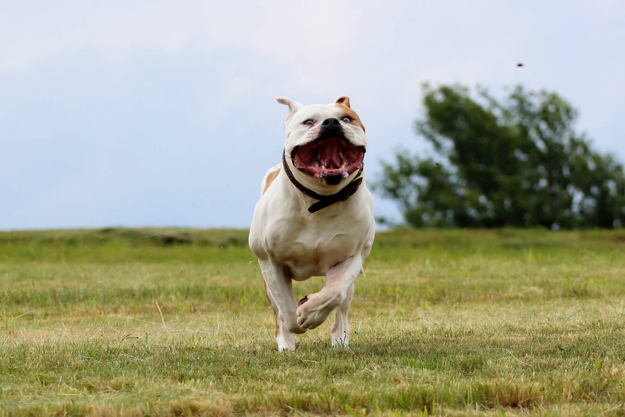 Zorro, rennt (1 von 1) (1280x854)